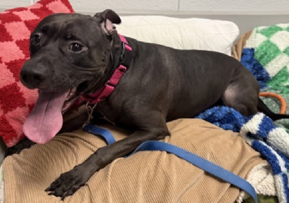 MSC1111's tweet image. Beauty #248229
Killing this abused dog is an act of heartless cruelty and is morally utterly reprehensible!
#AdoptBeauty #FosterBeauty #NYCdogs #AdoptNYC #FosterNYC #FosterSavesLives #RescueDog #SecondChance #ChooseAdoption #SaveALife #NYCRescueDogs #DogsofNYC #NewHopePartners