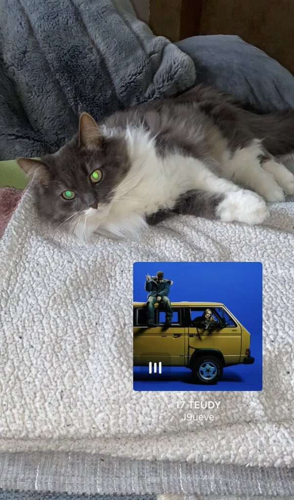 Luciftahsah's tweet photo. Fan inconditionnel de mon cat 😼 https://t.co/wzMlcS8D5p
