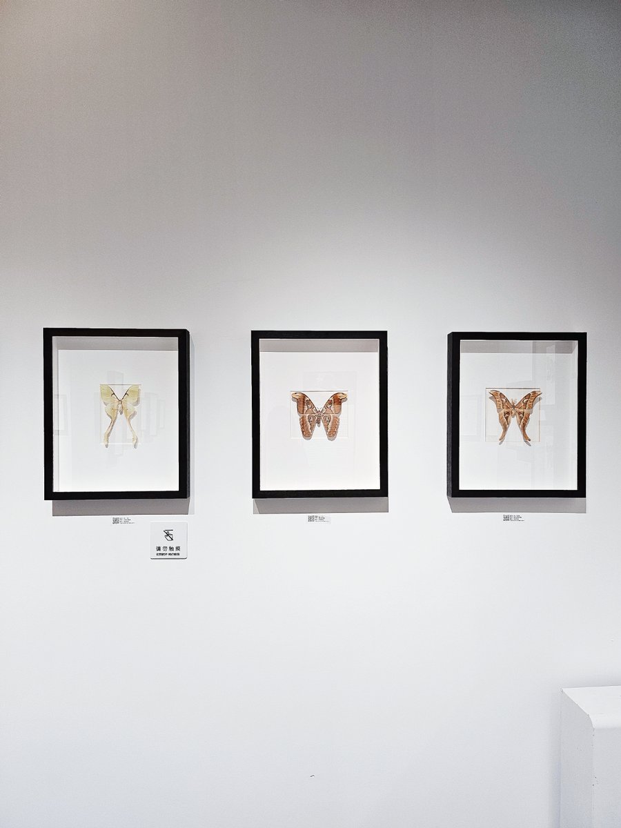 César Mapulango tweet media