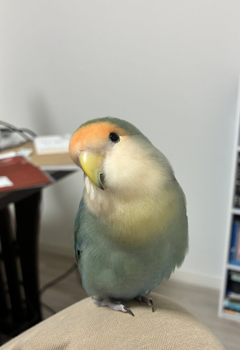 瀬戸玲@『推しの妹～』コミカライズ単行本②巻発売🌹 tweet media