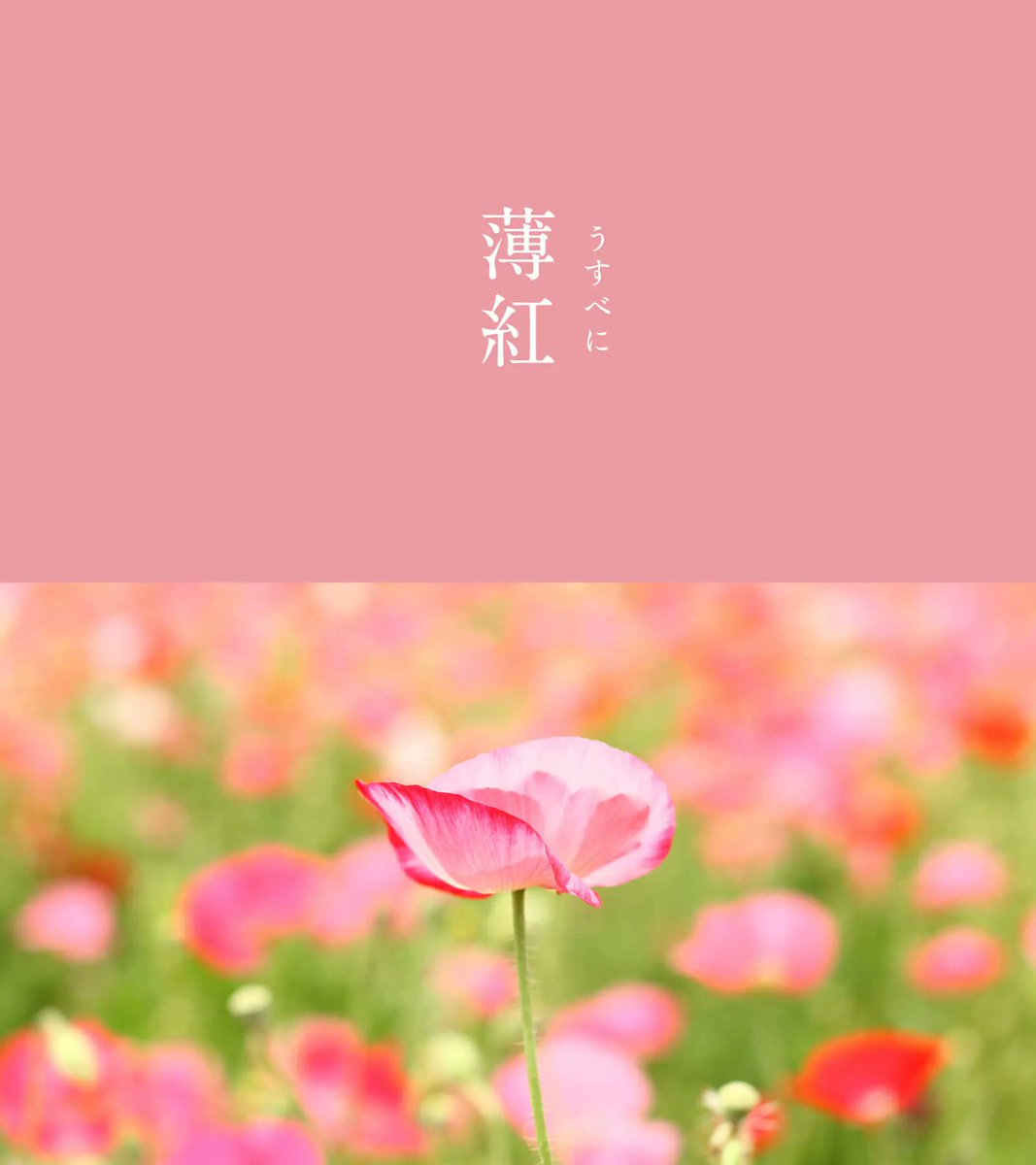 暦生活 tweet media