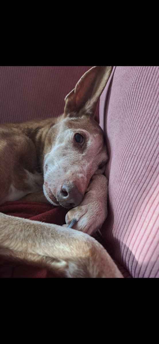 Simone Kalkbrenner 🍄🐕🍄🌺 tweet media