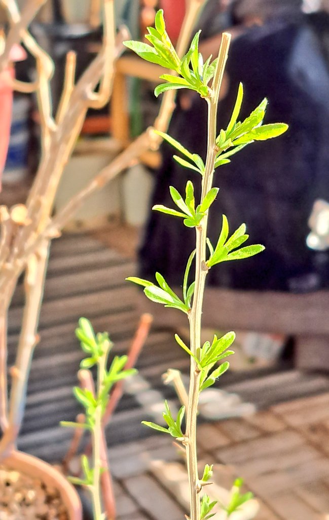 Alex 🐝 tweet media