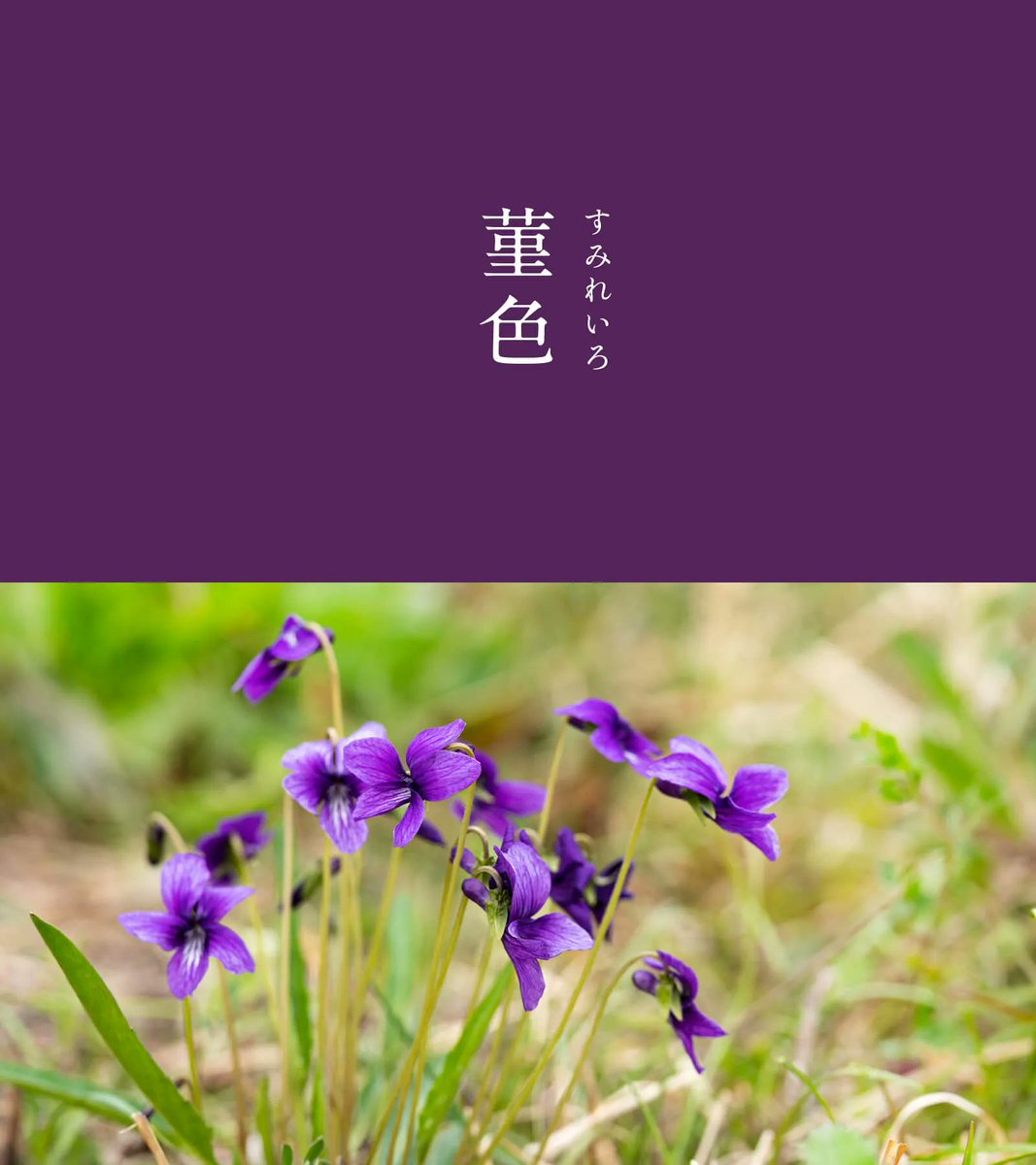 菫色（すみれいろ）｜#にっぽんのいろ

色名の由来は、春の野原に控えめに咲く花「菫」から。
菫は万葉の時代から親しまれてきた花でしたが、色名が定着したのは近代以降とされます。
やや青みの強い鮮やかな紫色は、凛々しくも心を癒やし、和ませてくれるようです。

▼3月のいろ #にっぽんのいろ