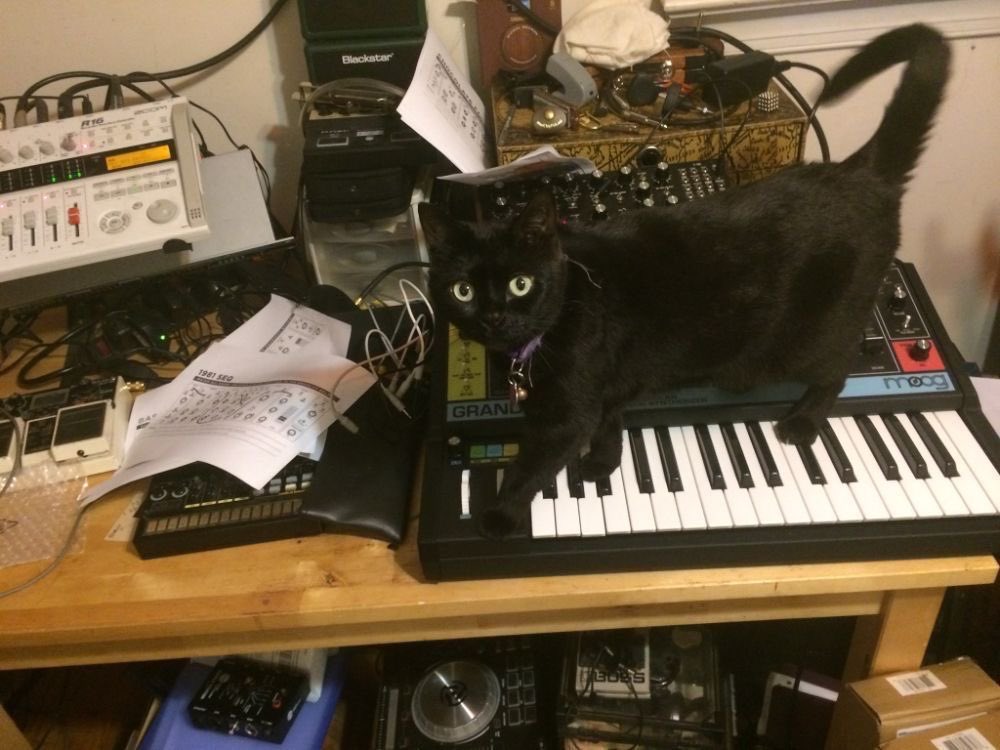 Black cats are not bad luck tweet media