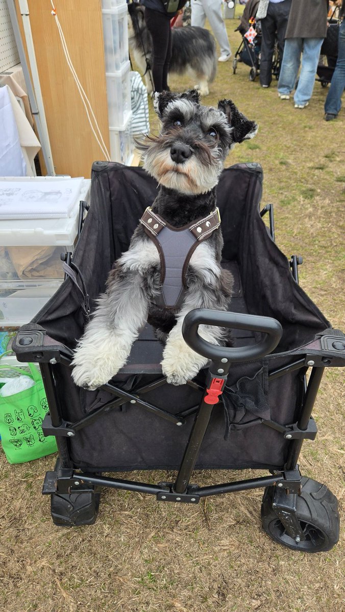 オレオもつれていってのお仕事。
みんなの人気者でした。
ウマウマたくさんもらってご機嫌。