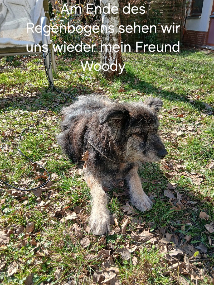 Ronjawoodybirgit 🐕🦮👩‍🦳 tweet media