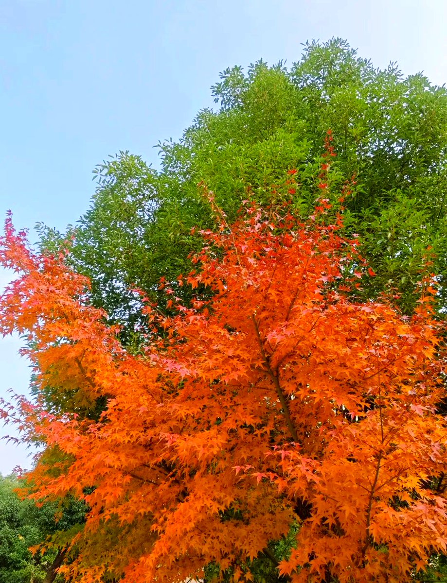 lewis sampson tweet media