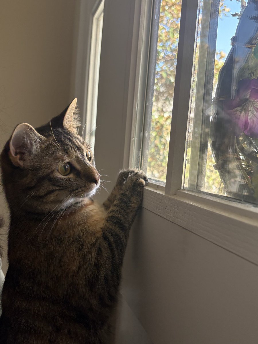 LittleTerfyBirdie tweet media