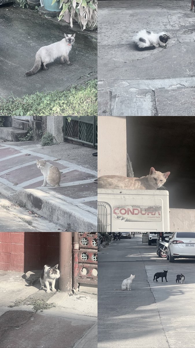 frail ✃ 🧬🧪🐂 tweet media