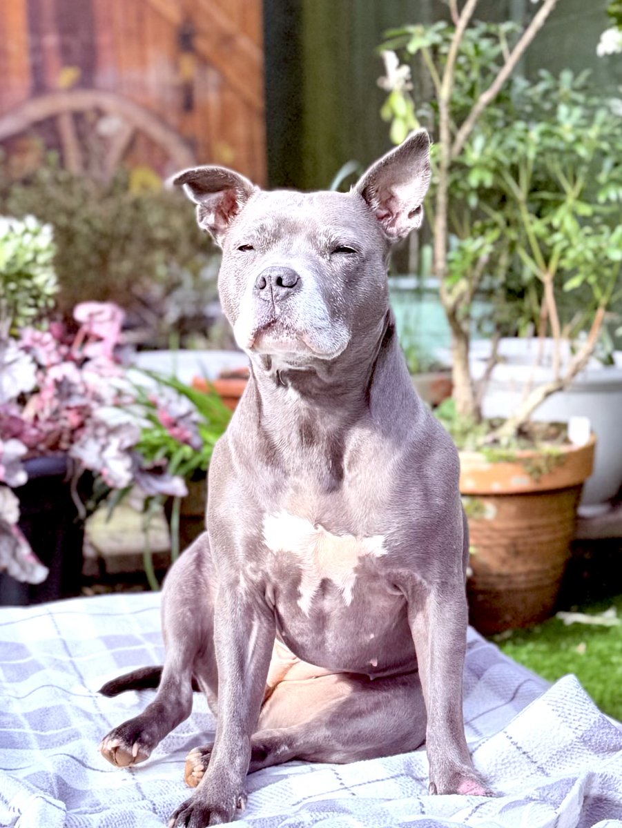 IsaMary2021's tweet image. Good Morning, 
The sun is shining and it’s a beautiful day ☀️💖💖
#IsaMary #CuteDogs #HappyMonday