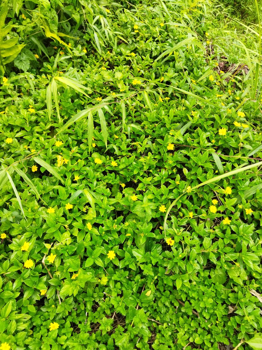 aca 🍉 tweet media