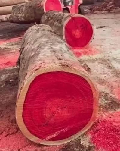 Mundo Azul 1983 tweet media