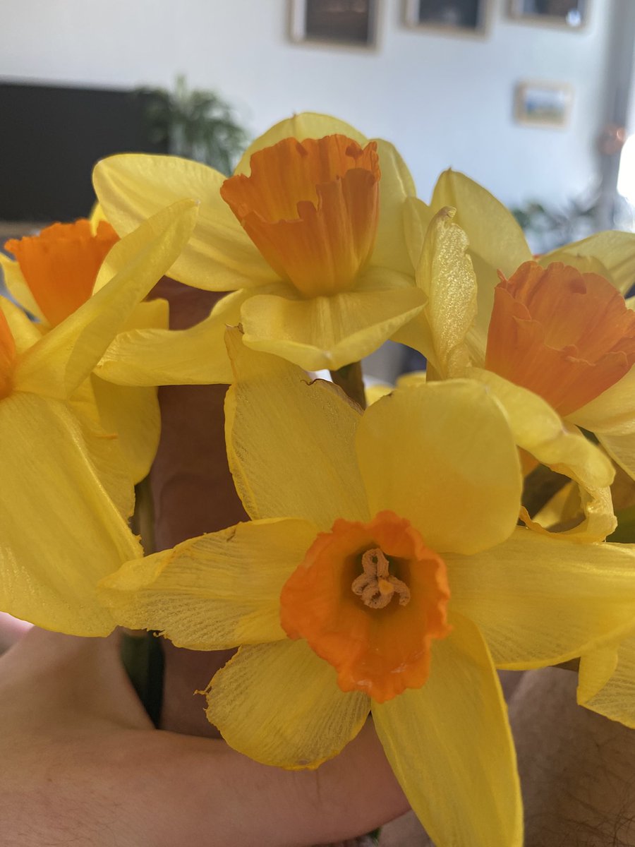 Vasi pflanzt desires☘️ tweet media