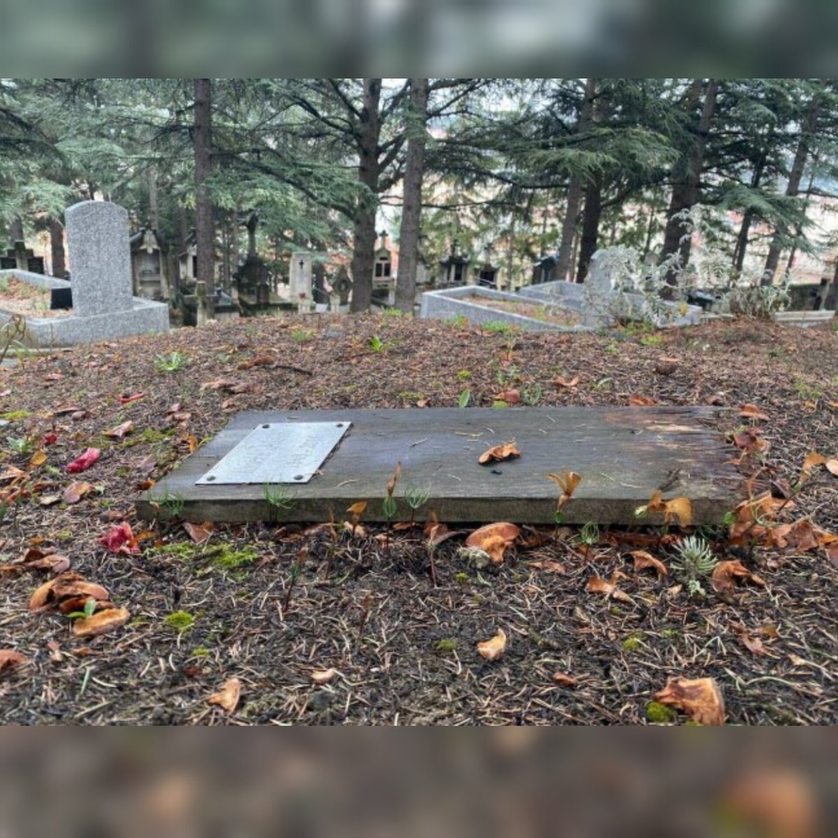 Tajmaât tweet media