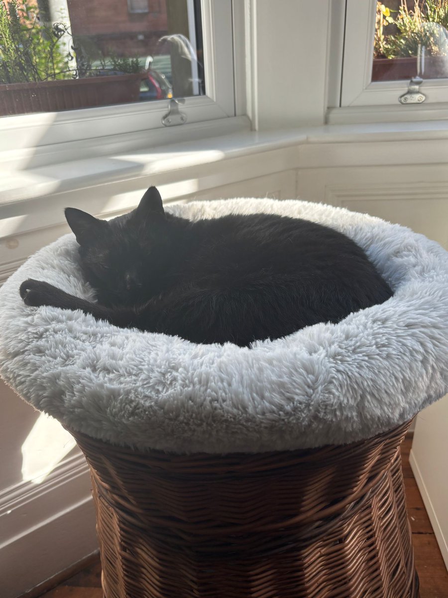 Noah, Cosmo and 🌈Seth the Wendy Weegie Mogs tweet media