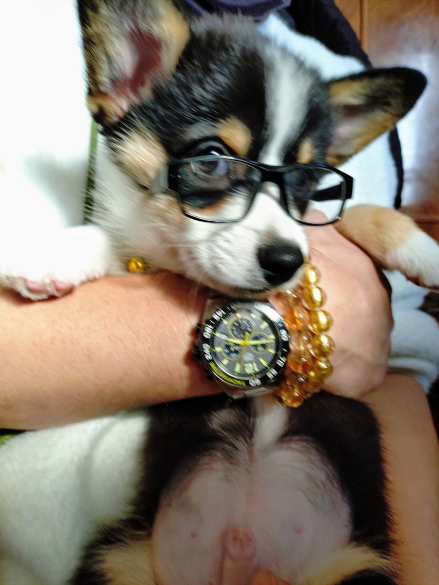 🇬🇧🐶LEO元愛犬❤️Riku今愛犬🐶 tweet media