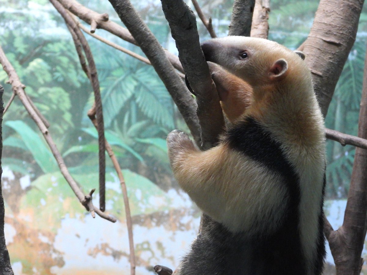 にゃいはは tweet media