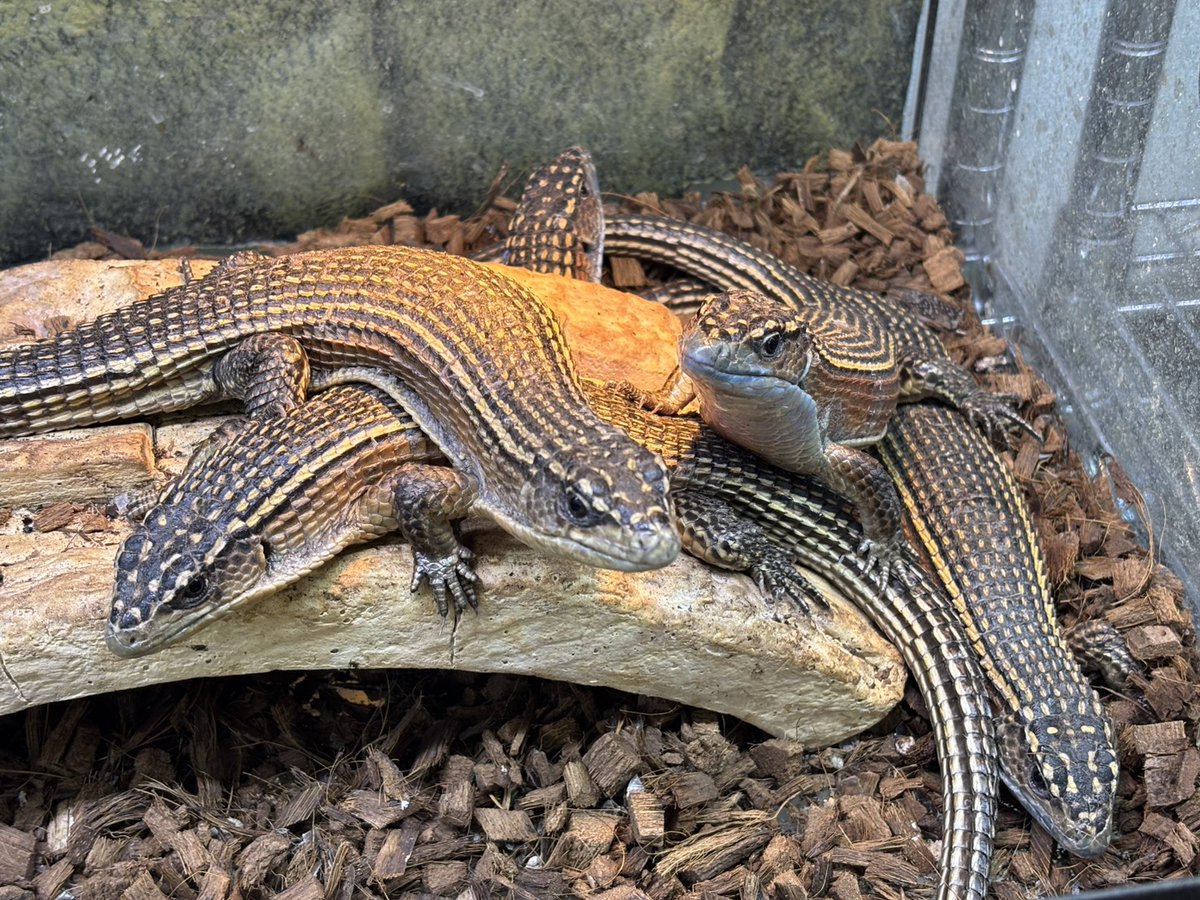 CANDLE 横浜店 tweet media