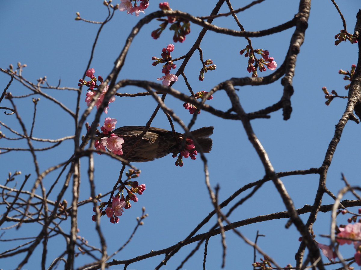 AMoto1120's tweet photo. 先週、学会で東京科学大学へ行った時に、キャンパス内で咲いていた桜を撮影しました。 https://t.co/NKilLlDBJe