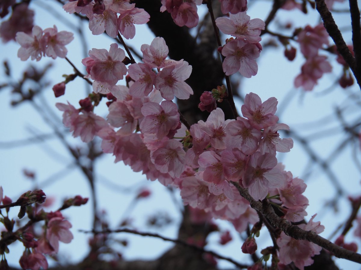 AMoto1120's tweet photo. 先週、学会で東京科学大学へ行った時に、キャンパス内で咲いていた桜を撮影しました。 https://t.co/NKilLlDBJe