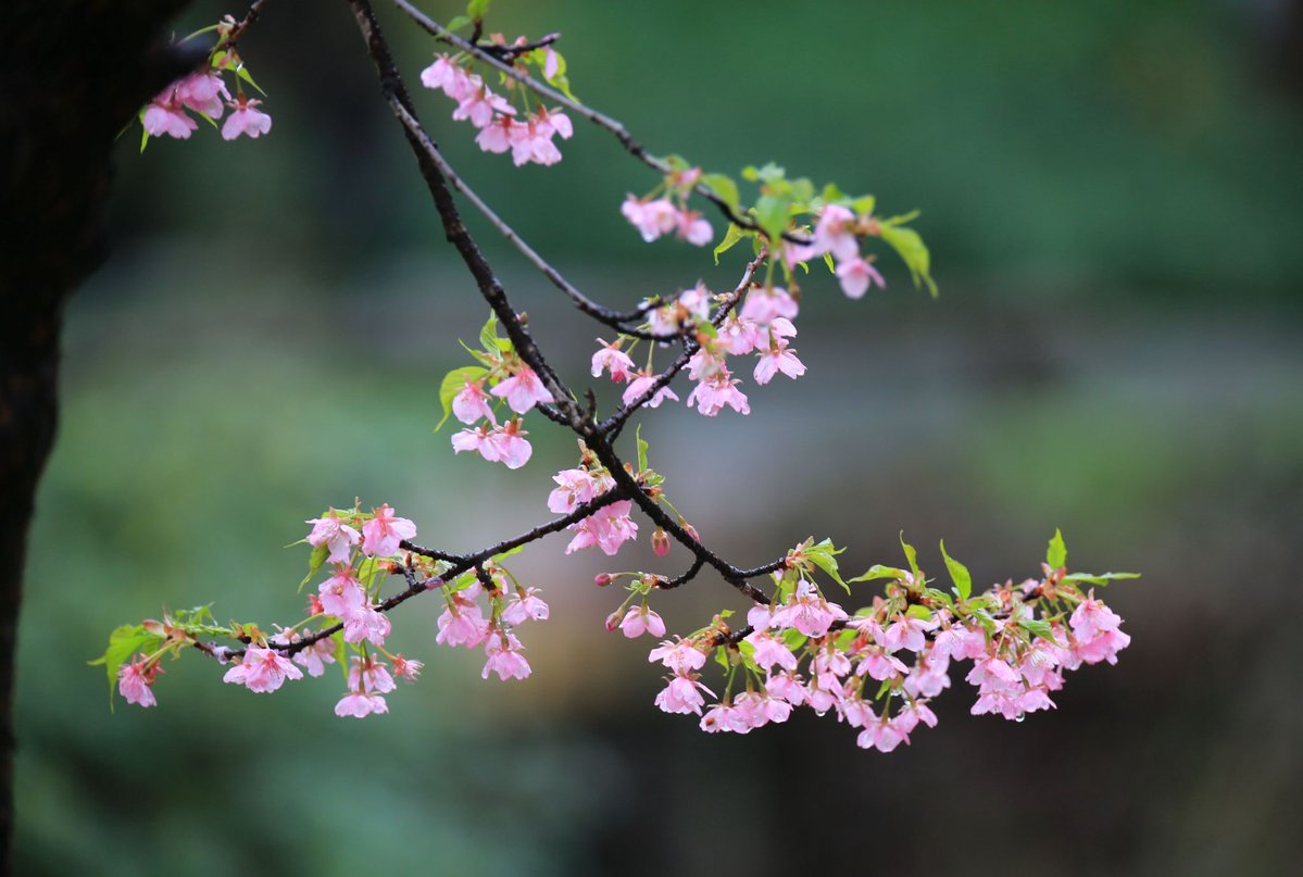 Антонина Германова tweet media