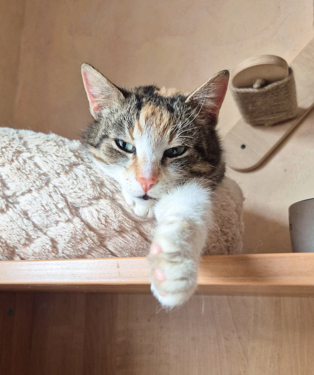 Мрак и котики 🐾 tweet media