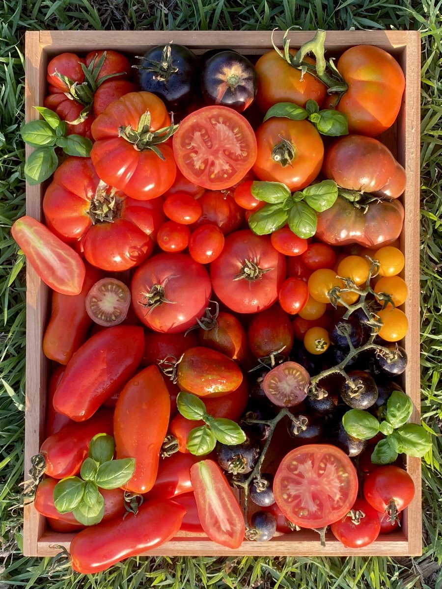 Craft House 🪄🍅Tomato person tweet media