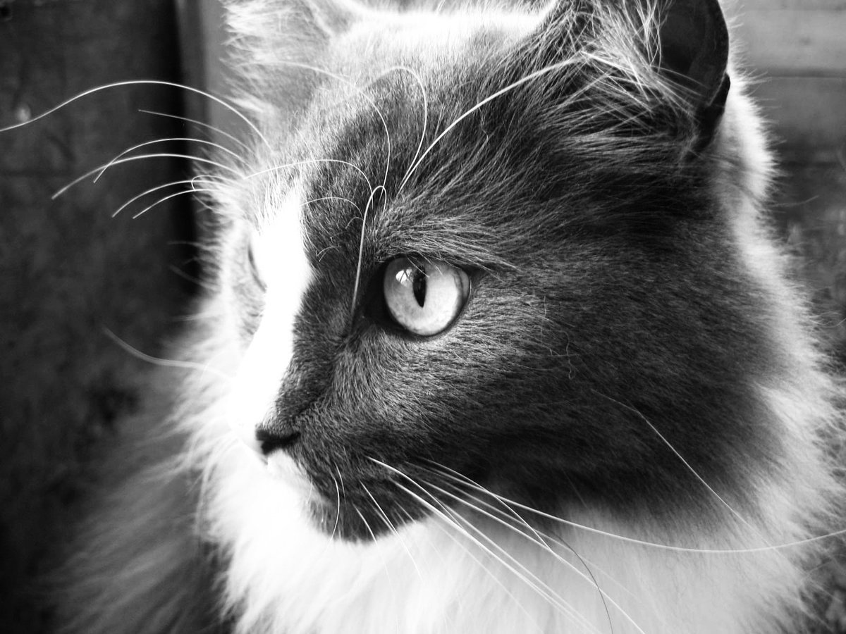 Cookie🐈‍⬛Stanley🐈Fiene🐯♥️ tweet media