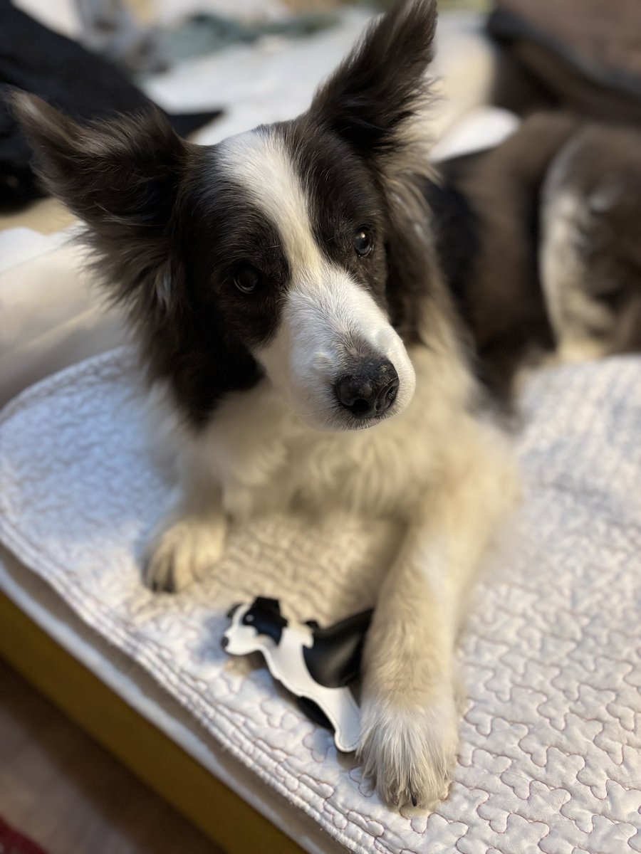 ぱちゃも tweet media