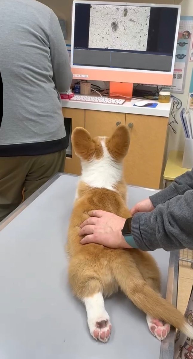 ＊くるみ＊ tweet media