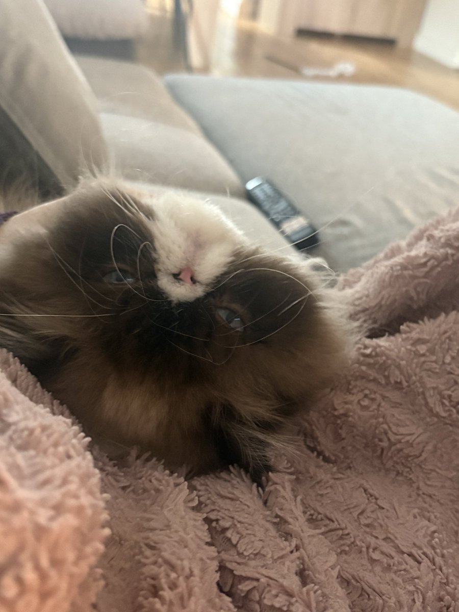 amy ·̩͙꒰ঌ ♡ ໒꒱·̩͙ 🍓🇵🇸 tweet media