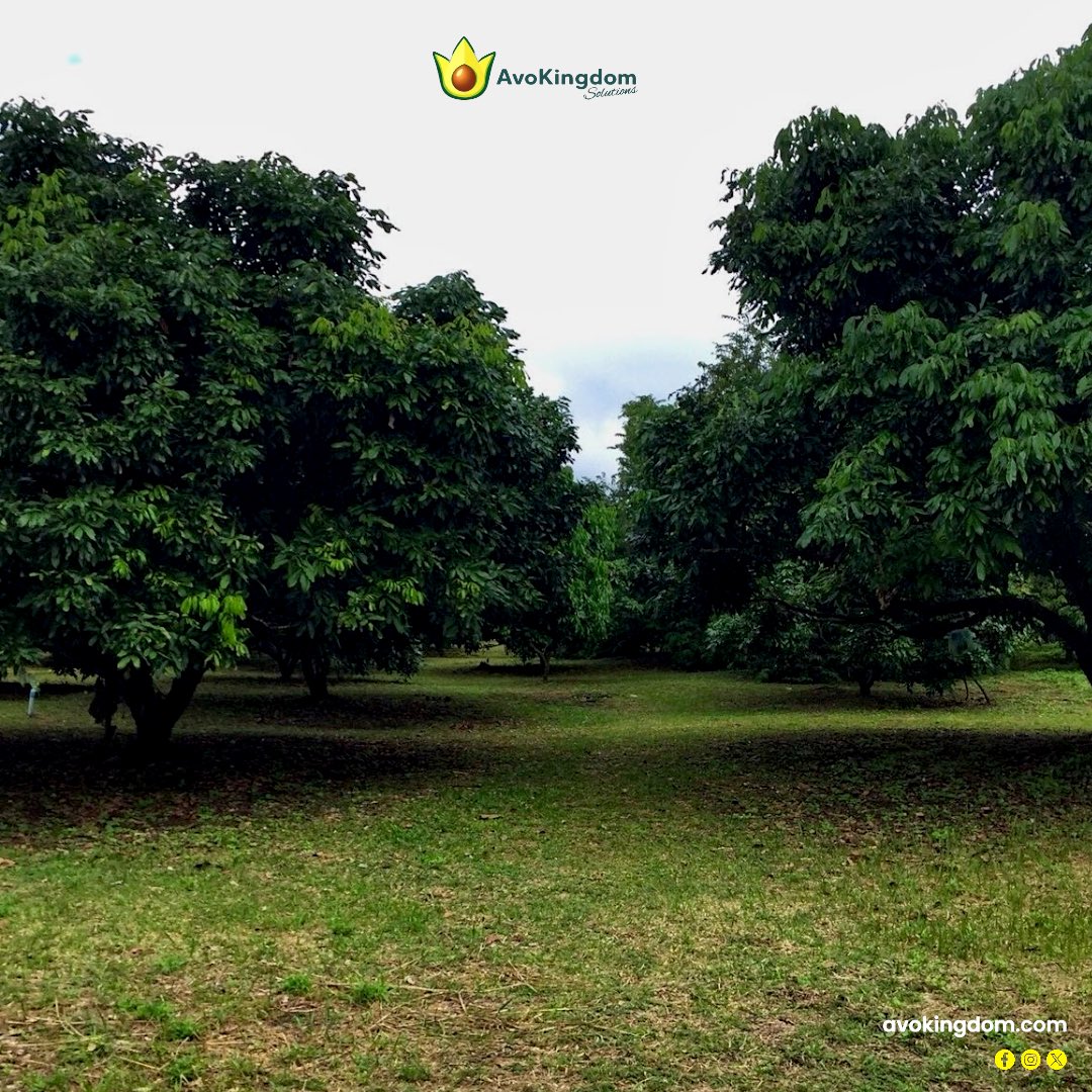 Avokingdom_S's tweet image. Todo empieza en la huerta. 🌱
El valor también.

#AvoLovers #KeepItSimple #AgTech #Tecnología #StartUp #AI #Avocado #Aguacate #GreenRevolution #GreenTech #GreenLove #Innovación #FuturoVerde #Sostenibilidad #Mexico #USA #Marzo #Hoy #Noticias #Original #Viral #Avokingdom 🥑