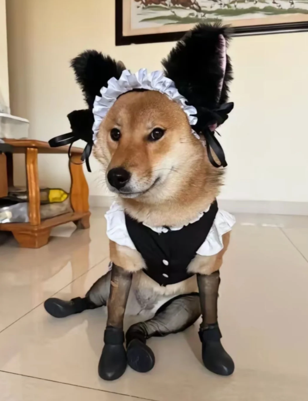 台中小樂 tweet media