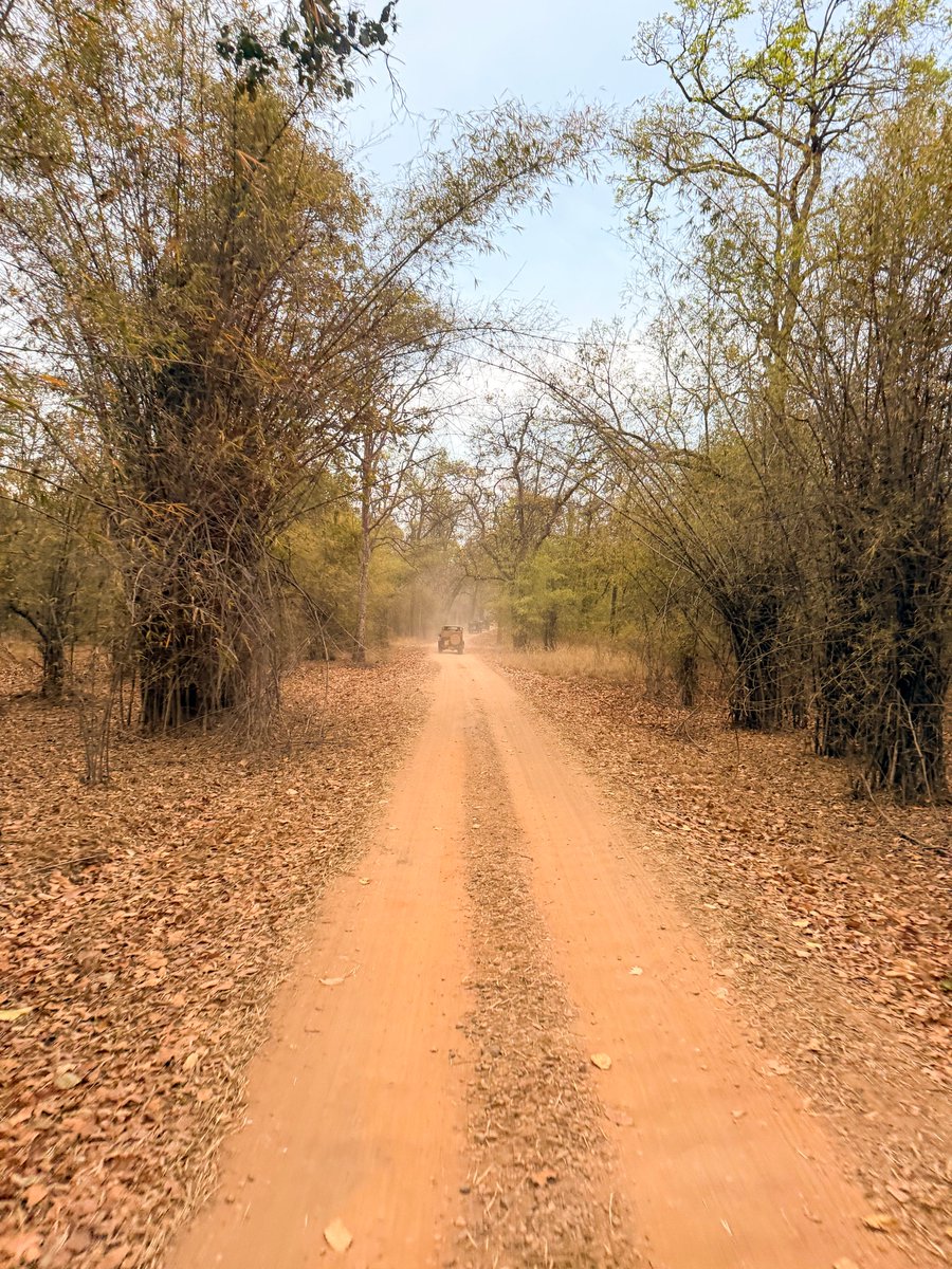 karansarena's tweet photo. Sometimes things just work out if you show up.

Last min plan to Bandhavgarh this long weekend.
All safaris were sold out on MP tourism website, but still went hoping something might work.
Got 2 canter safaris somehow.
Morning in Magadhi - nothing for me. Others saw a tiger in the bushes, I missed it.

Evening was even worse.
Reached before time and still managed to miss the canter 😅 Just told our driver to go till the gate anyway… and saw the same canter there waiting. Got in.

15 mins later - tiger in the bushes.
Then he comes out on the road and just stays there.
Almost 2 hours - sleeping, looking around, completely unbothered.

Then gets up, walks straight towards us and disappears into the jungle.

Bandhavgarh was unreal.