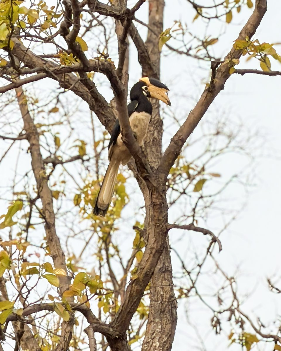 karansarena's tweet photo. Sometimes things just work out if you show up.

Last min plan to Bandhavgarh this long weekend.
All safaris were sold out on MP tourism website, but still went hoping something might work.
Got 2 canter safaris somehow.
Morning in Magadhi - nothing for me. Others saw a tiger in the bushes, I missed it.

Evening was even worse.
Reached before time and still managed to miss the canter 😅 Just told our driver to go till the gate anyway… and saw the same canter there waiting. Got in.

15 mins later - tiger in the bushes.
Then he comes out on the road and just stays there.
Almost 2 hours - sleeping, looking around, completely unbothered.

Then gets up, walks straight towards us and disappears into the jungle.

Bandhavgarh was unreal.