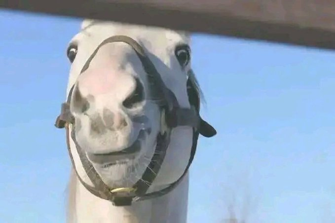 BGT/BB CN0mi tweet media