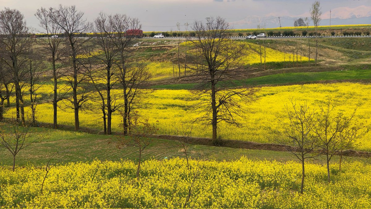 thenewsworld7's tweet photo. Pulwama’s mustard fields glow under the spring sun, painting the valley in golden hues.
Photos BY | Reshi Irshad | For The News World
#Pulwama #MustardFields #SpringVibes https://t.co/YBdbQMrhL7