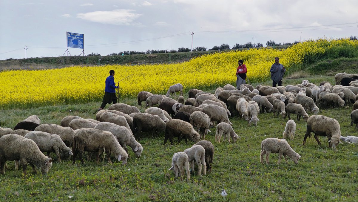 thenewsworld7's tweet photo. Pulwama’s mustard fields glow under the spring sun, painting the valley in golden hues.
Photos BY | Reshi Irshad | For The News World
#Pulwama #MustardFields #SpringVibes https://t.co/YBdbQMrhL7