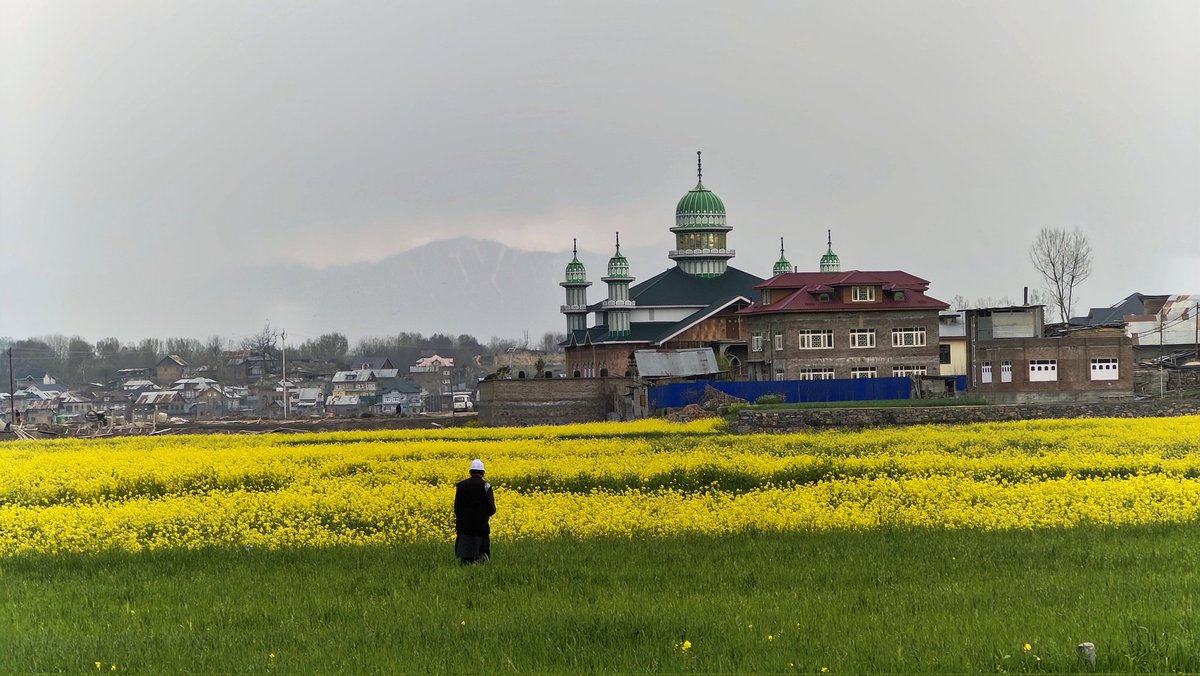 thenewsworld7's tweet photo. Pulwama’s mustard fields glow under the spring sun, painting the valley in golden hues.
Photos BY | Reshi Irshad | For The News World
#Pulwama #MustardFields #SpringVibes https://t.co/YBdbQMrhL7