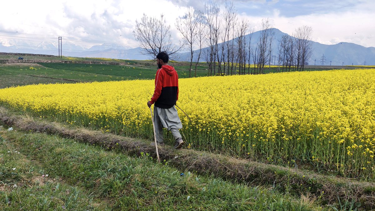 thenewsworld7's tweet photo. Pulwama’s mustard fields glow under the spring sun, painting the valley in golden hues.
Photos BY | Reshi Irshad | For The News World
#Pulwama #MustardFields #SpringVibes https://t.co/YBdbQMrhL7