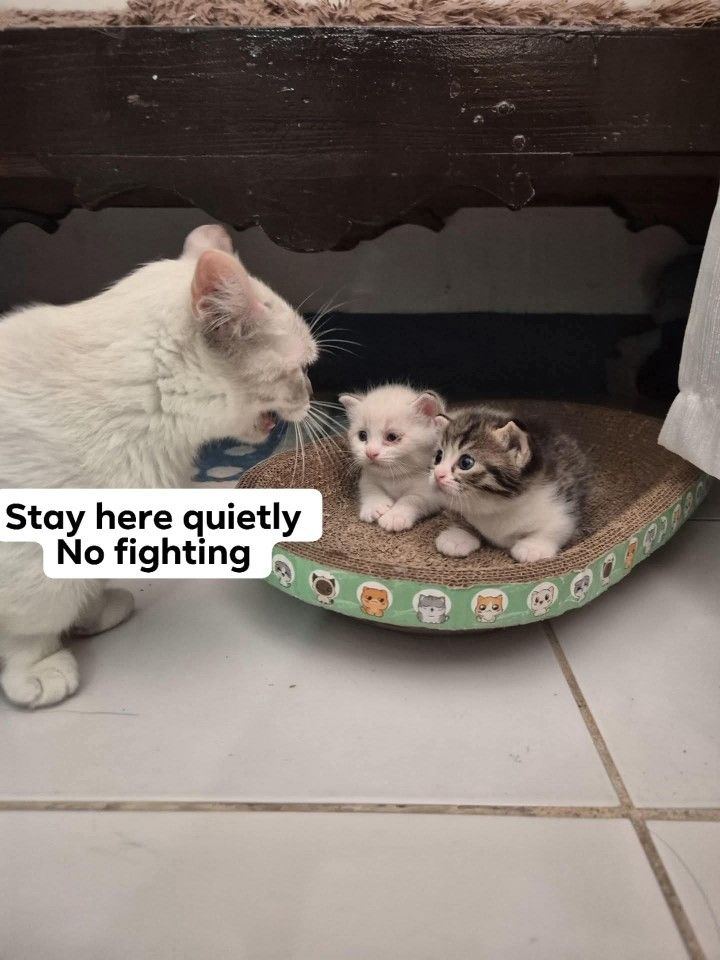 Cat 🐈 tweet media