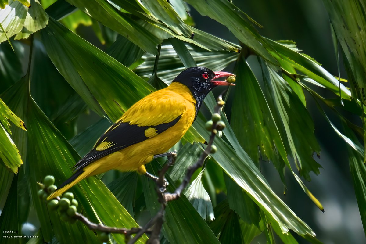 rrRumbo's tweet image. Birds at #BreakfastTime   

Black hooded Oriole

@Team_eBird @IndiAves @Avibase @BirdWatchDaily @WildlifeMag @Natures_Voice @wildlifeInd @bbcwildlifemag @NatGeoIndia @ThePhotoHour @NikonIndia @indian_pitta @AudubonSociety @NatGeo @birdsoftheworld @passivelyactive @NatureIn_Focus
