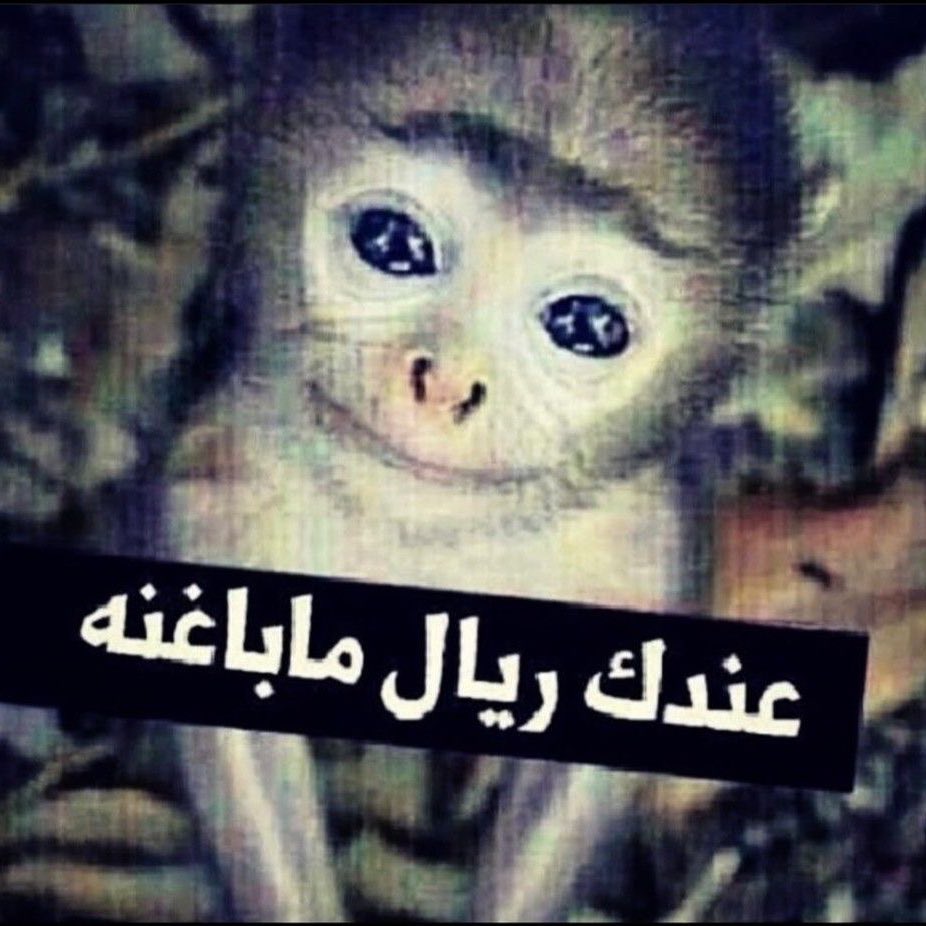 abo hnood tweet media