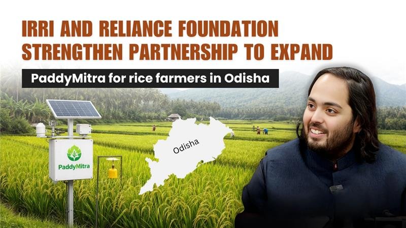 roypam2027's tweet photo. #IRRI_Anant_Initiative  PaddyMitra is revolutionizing rice farming in Odisha with innovative solutions and unwavering farmer support, ensuring a sustainable future for agriculture in the region. Truly commendable work! https://t.co/OnE2l14k6F