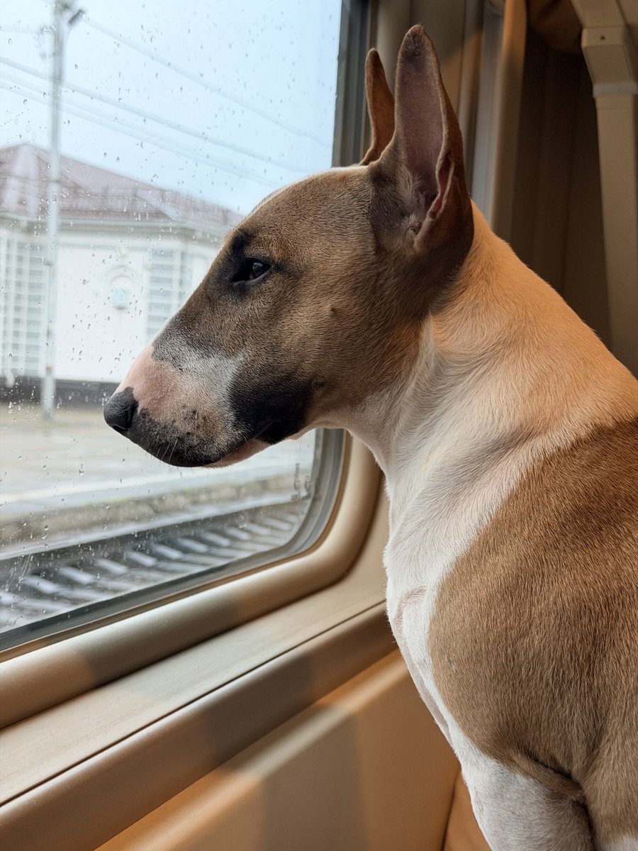 тревожная масса tweet media