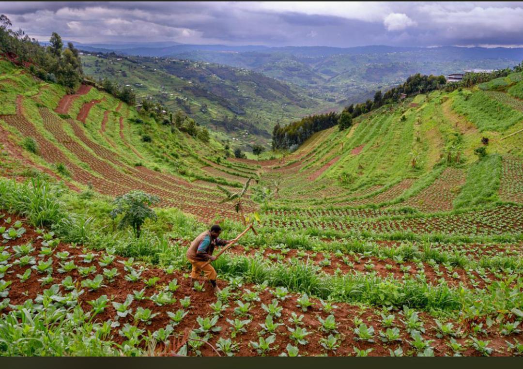 KWIZERA63044115's tweet image. Terracing is a powerful step in landscape restoration 
It prevents soil erosion, conserves water, and boosts soil fertility—turning degraded land into productive farms.
#LandscapeRestoration #Terracing
@AnthonyEgeru @AnthonyEmaru @DukoreMethode1