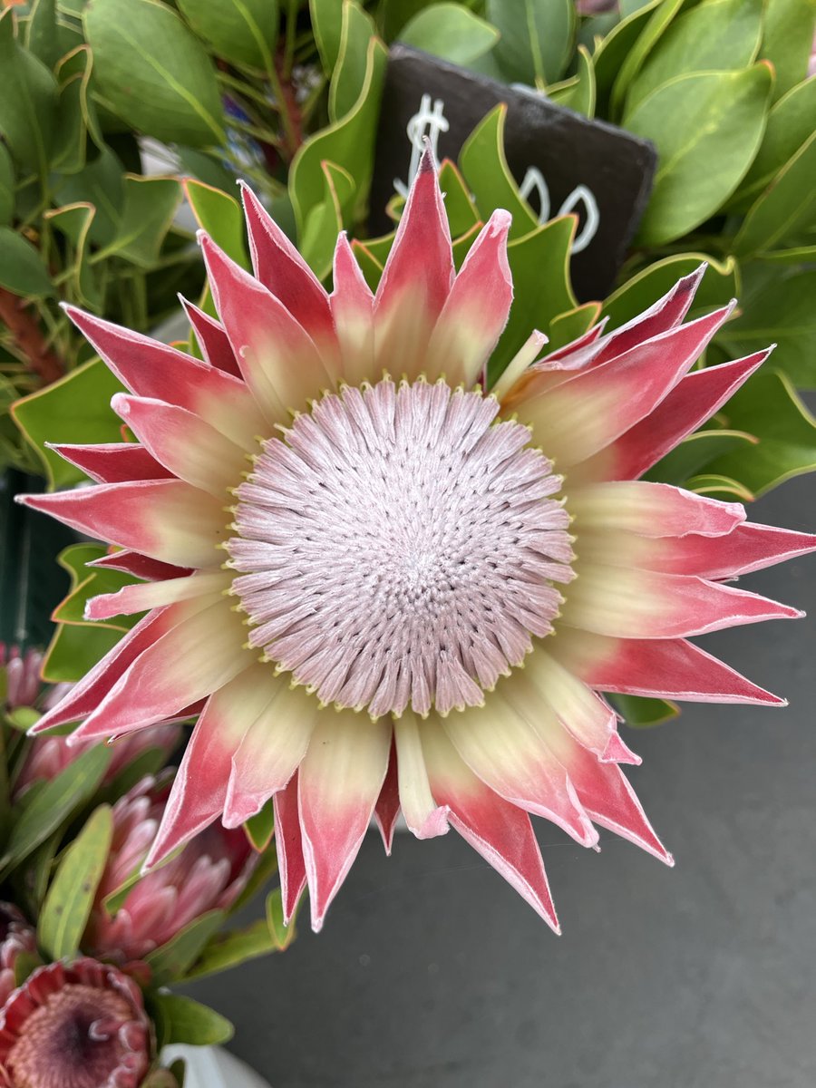 CrowdedHead tweet media