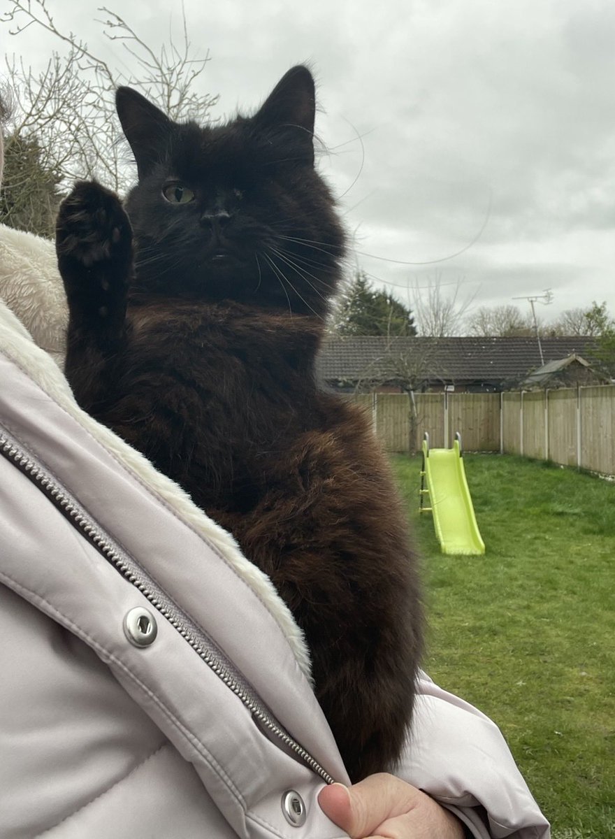 ©️Mischief & Mayhem! Hannah’s fur family 🥰 tweet media