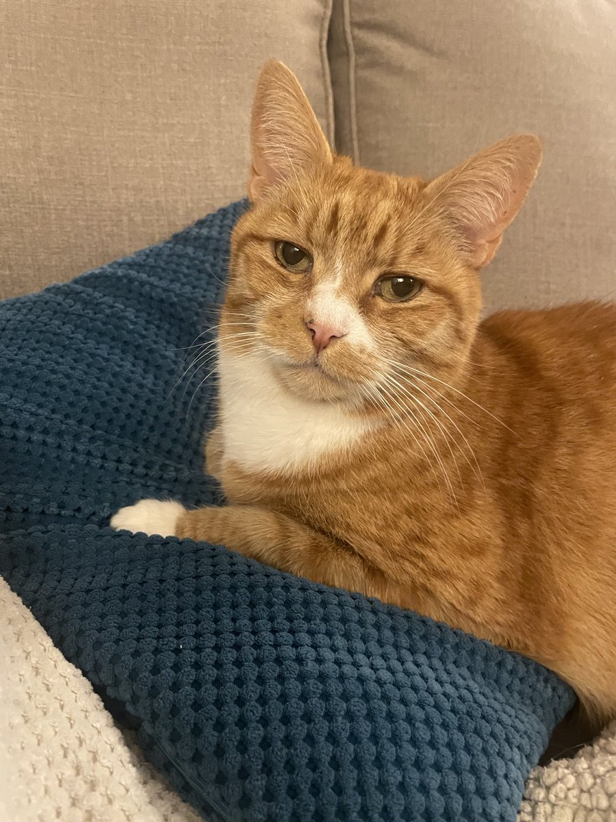 Wirelass tweet media